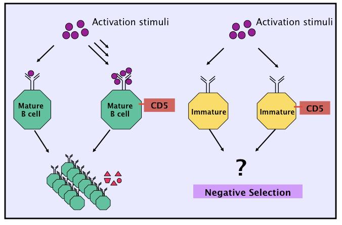 Figure 23. Human immature B cells express CD5. CD5 expression on mature B cells renders them hyporesponsive to activation stimuli.