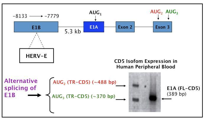 Figure 24. HERV-E insertion in the CD5 gene and subsequent splicing favoring E1B exon results in alternate CD5 transcripts.
