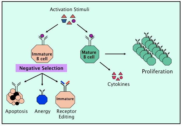 Figure 5. Differential Responses of Immature and Mature B Cells to Activation/Selection Stimuli.