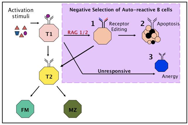 Figure 6. Auto-reactive immature B cells undergo selection mechanisms to eliminate auto-reactive BCRs.