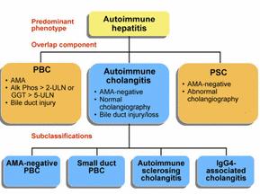 The Overlap Syndromes of Autoimmune Hepatitis Clinical Liver Disease Volume 3,