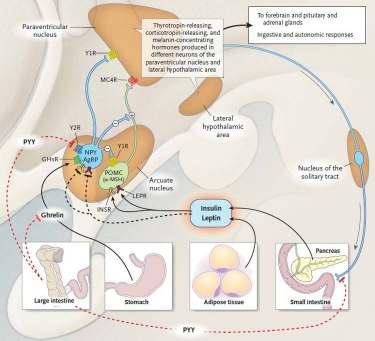 Interactions Among Hormonal and Neural Pathways That Regulate Food Intake and Body- Fat Mass SOLID LINE = Hormonal stimulatory effects DASHED