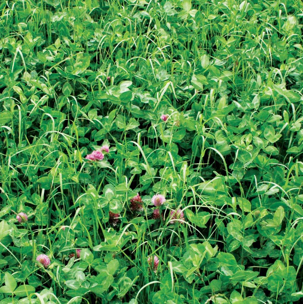 PRO PLUS Suggested Use Graze/Cut Cut Cut Graze/Cut Pro Plus Circle is a combination of Red and White Clover, Italian and Perennial