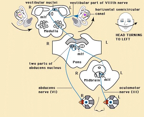 Another diagram of the vestibulo-ocular reflex From The Digital Anatomist Interactive Brain Syllabus. John Sundsten and Kate Mulligan, Univ.Washington School of Medicine. 1998 (VII.