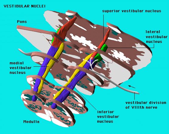 Vestibular Nuclei Second Order Neuron 1. Four vestibular nuclei lie just beneath the floor of the fourth ventricle.