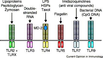 Toll-like receptors and their ligands