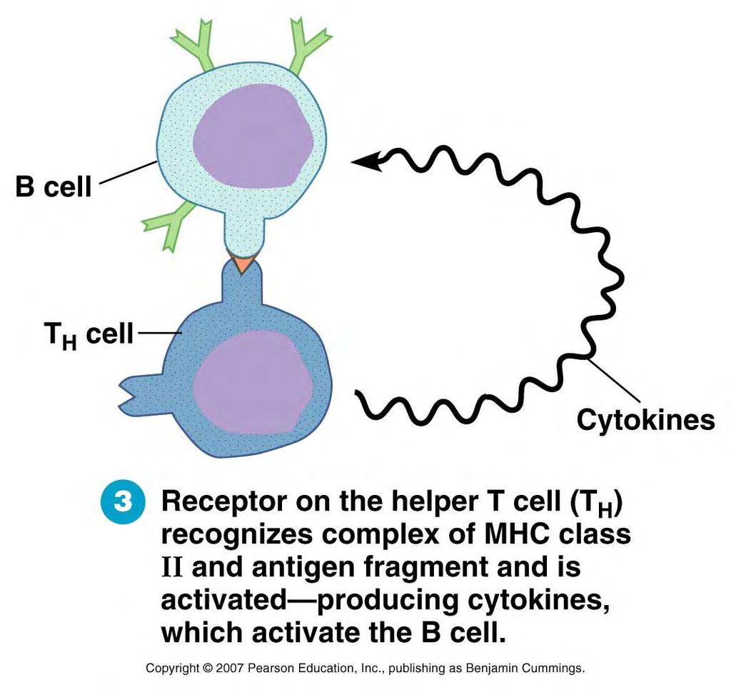 3) T H cells that recognize peptides from the pathogen are activated by the B cell, and in turn activate the B cell A B A) special proteins on the B cell surface will