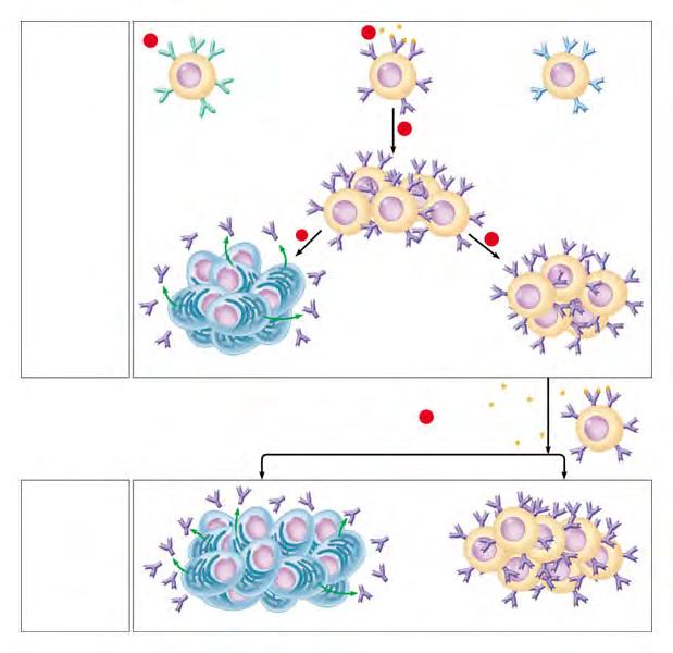 Summary of Humoral IR Primary immune response 1 BCR 2 antigen (T H2 cell help) 3 proliferation (mitosis) plasma cells 4
