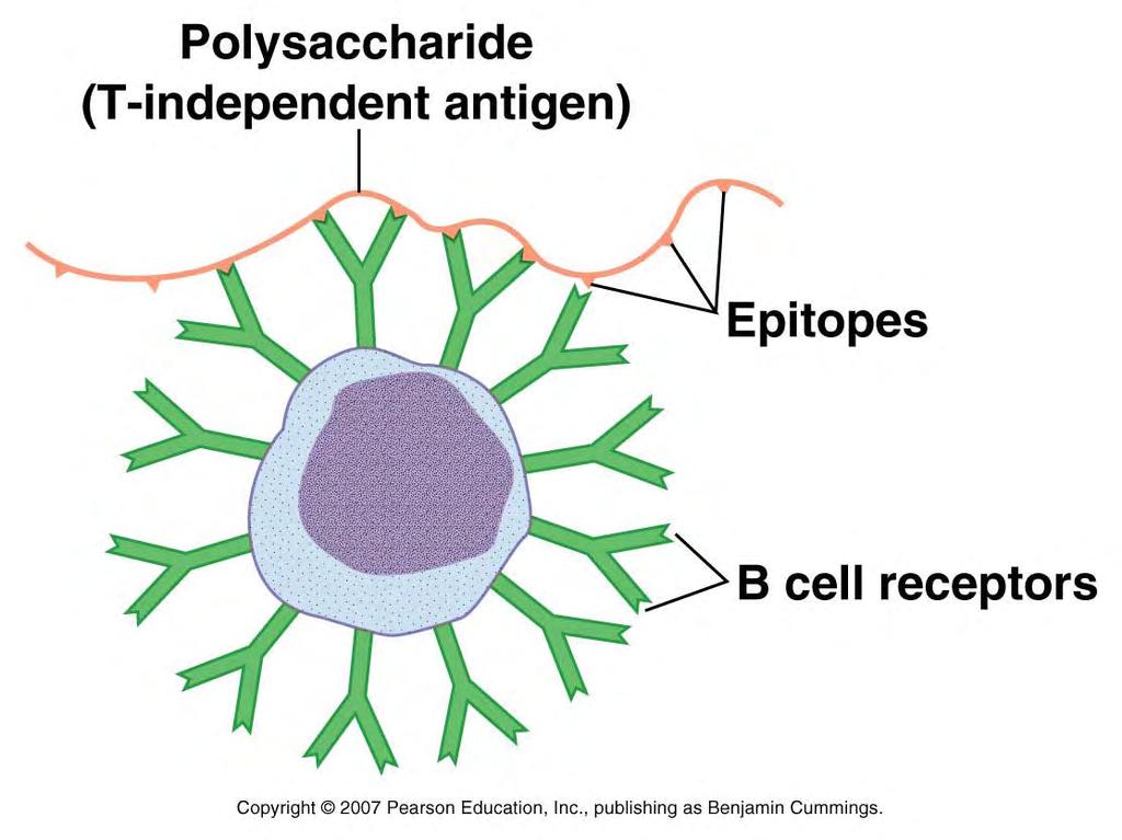 T-independent B Cell Activation Some antigens such as certain bacterial polysaccharides can activate B cells to secrete antibody without the help of T cells: