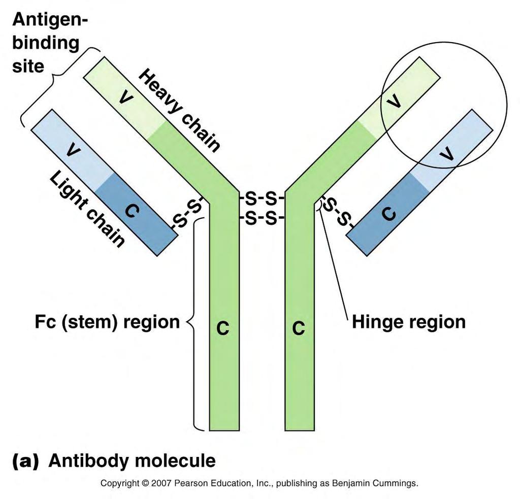 the variable regions together bind Ag & are unique for each antibody due to heavy & light chain gene recombination Antibody Structure Every antibody have this same basic structure: 2