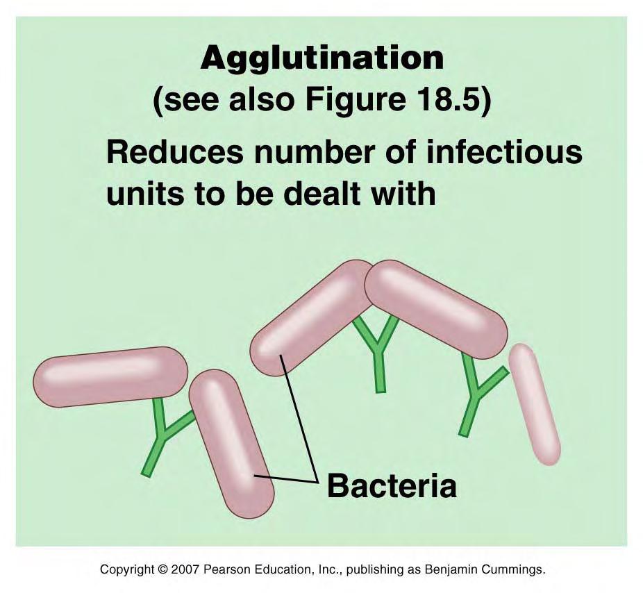 Agglutination Occurs since each antibody