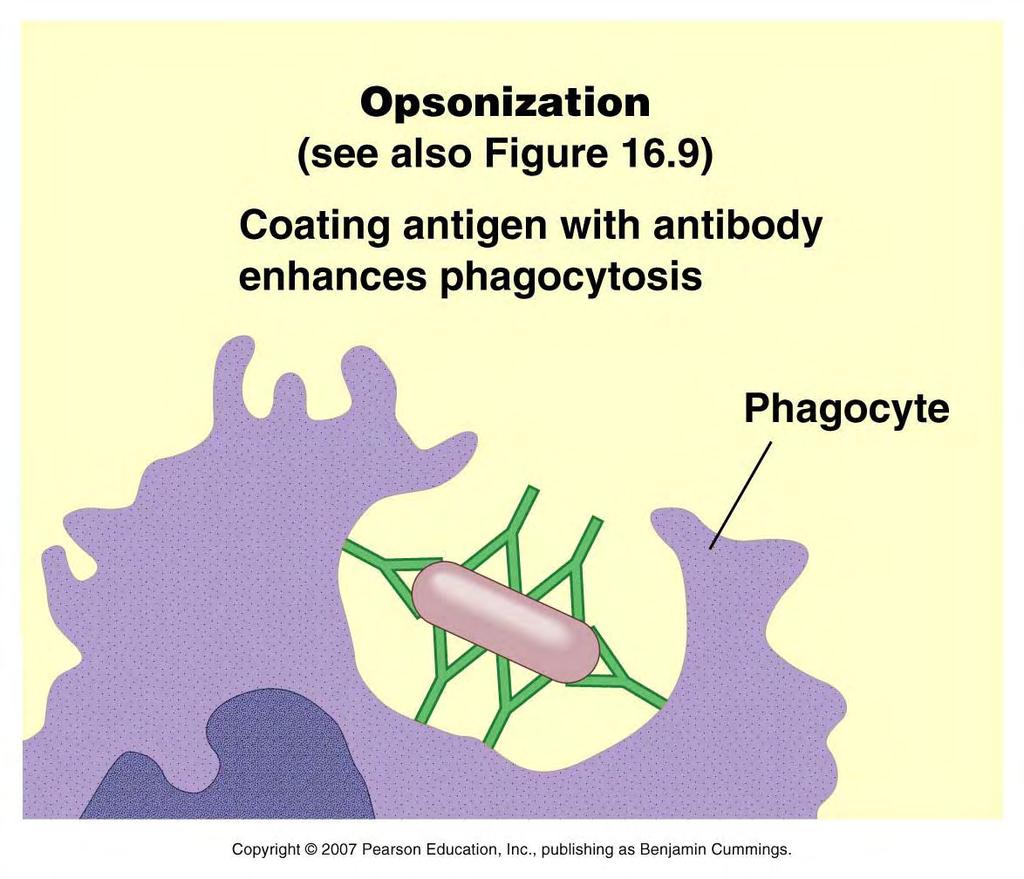 Opsonization Phagocytes such as macrophages have receptors for the constant region (F C ) of antibodies: F C receptors allow