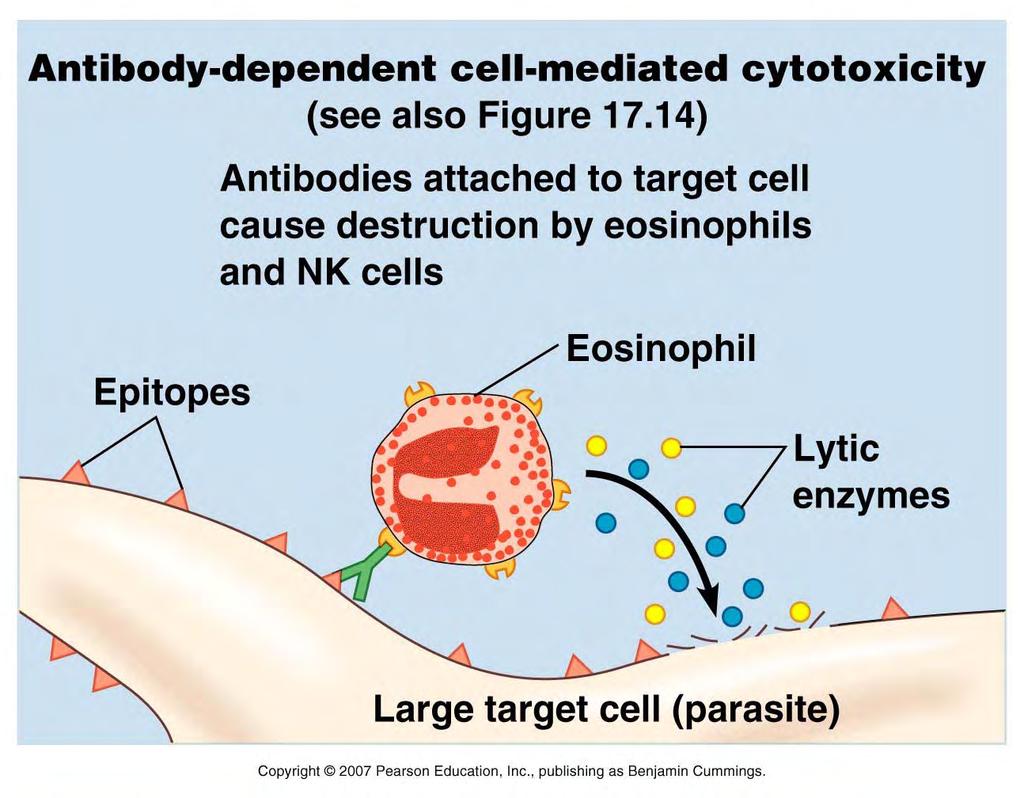 Facilitating Cytotoxic Responses Eosinophils and NK cells also have F C receptors: in this way