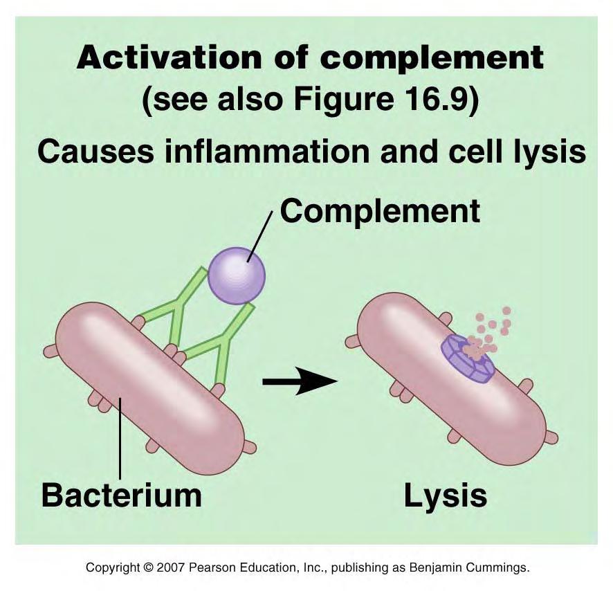 Complement Activation Antibody bound to the surface of bacteria and other cellular pathogens can trigger complement