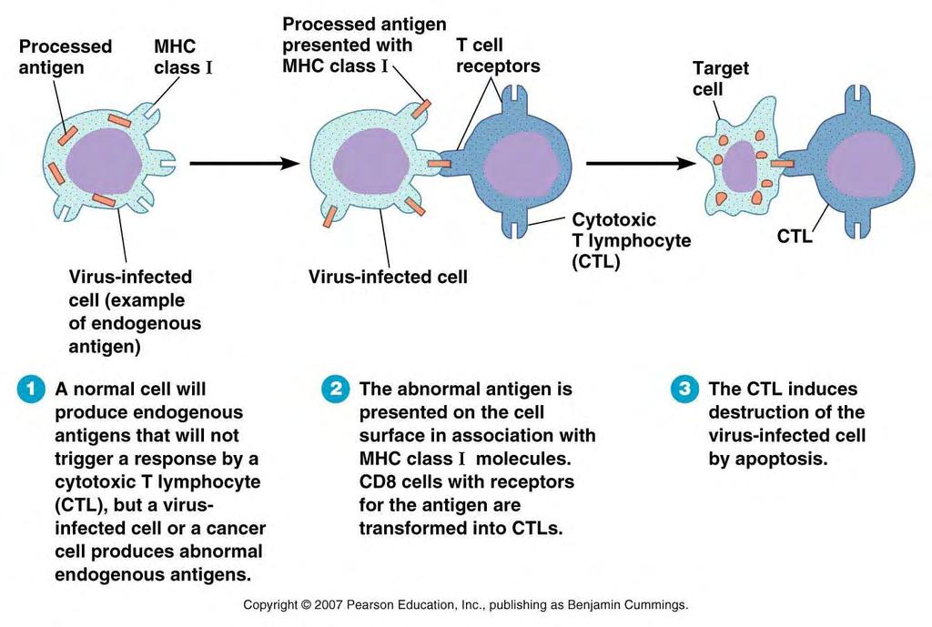 CTL-mediated Killing of Infected Cells Activated CTLs will cause the death of any cells that present the foreign peptide on MHC class I by: