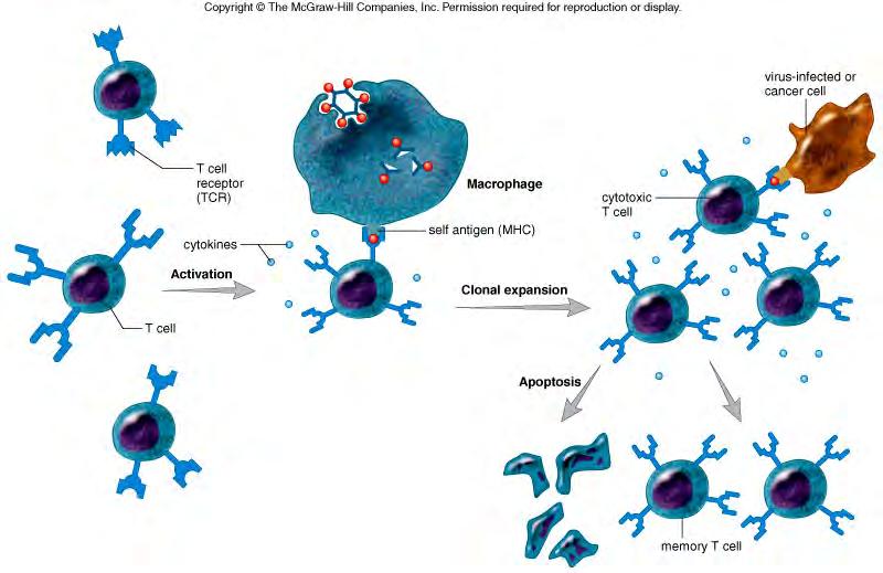 Summary of Cell-Mediated Immunity