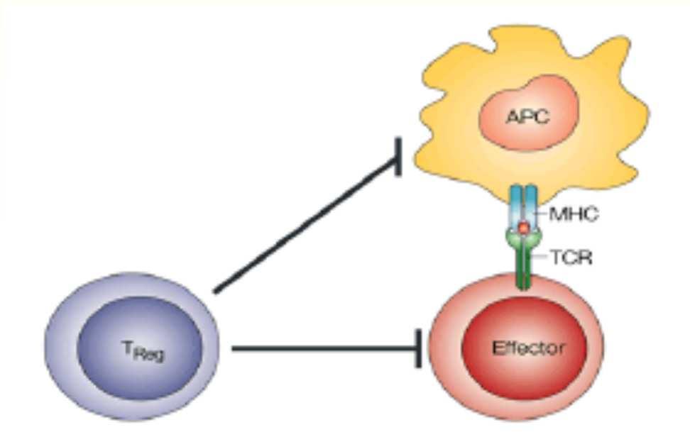 Irradiation induced functional alterations in Treg cells Dendritic cells are potent antigen-presenting cells (APC) with the ability to activate
