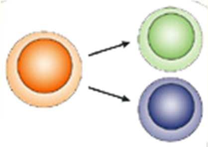 DC B-cell humoral
