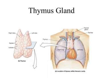Thymus Decreases in size in late life Divided into irregular
