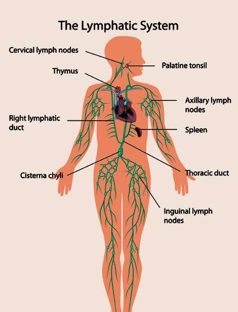 Lymph Parts of the Lymphatic Lymphatic