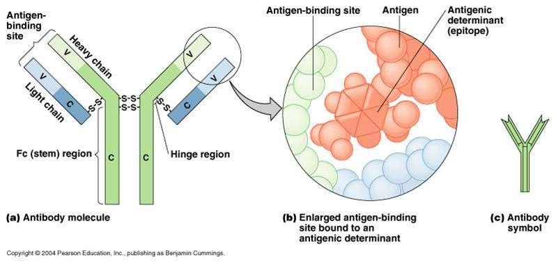 Adaptive Immunity Antibody Mediated Immunity (Humoral Immunity) Antibody Structure Globulin proteins immunoglobulins (Ig) or gamma globulins Consists of 4 protein chains 2 light