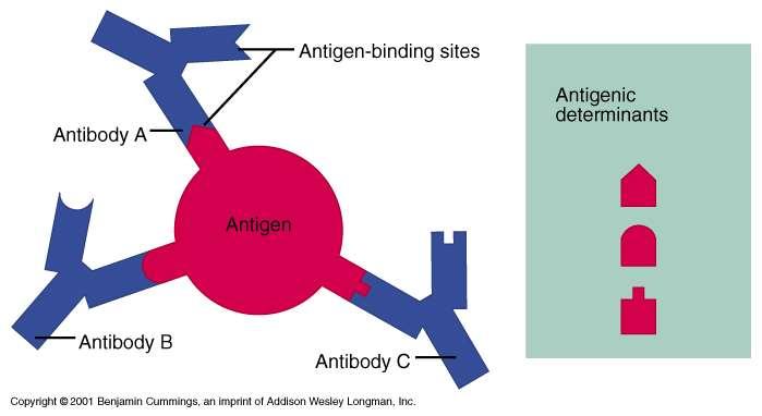 Antigenic Determinants or Epitopes Specific regions