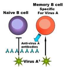 Antibody Mediated Immunity Secondary or Memory Response 2 nd exposure to an antigen; results in memory B cells dividing to produce plasma cells which make