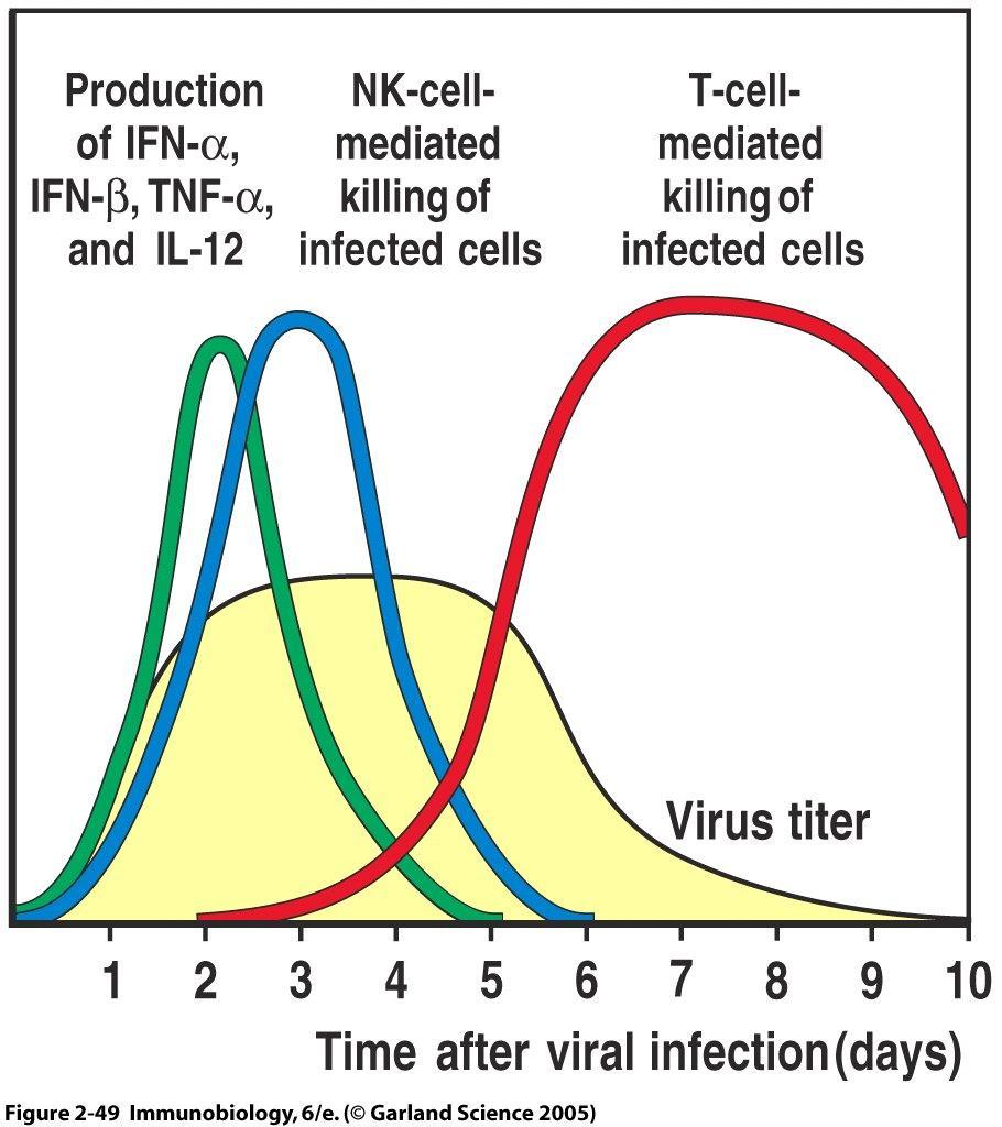 From innate to adaptive immunity