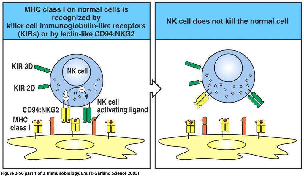 Inhibition of NK cell activation by