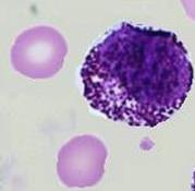 Innate Immunity - Mast cells mast cells cells found in tissue characteristic