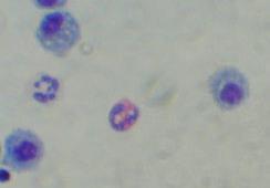 Innate Immunity - Phagocytes Phagocytic cells: