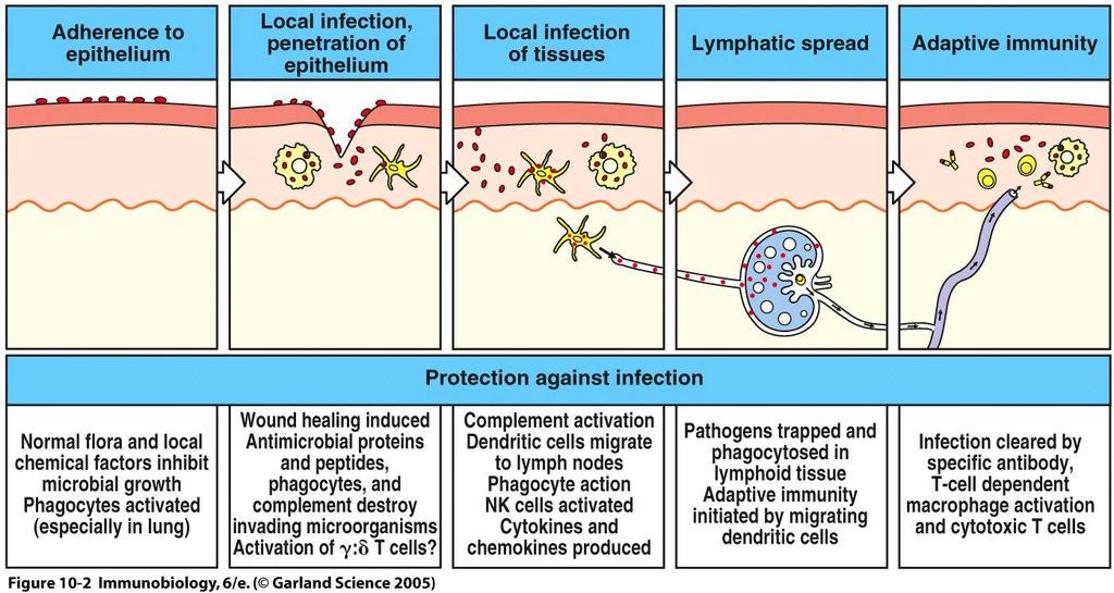 Stages of the immune
