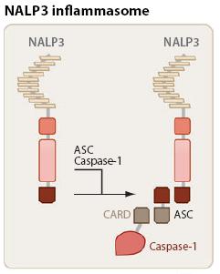 Activation of the inflammasom leads to recruitment of Caspase-1 Known activators for