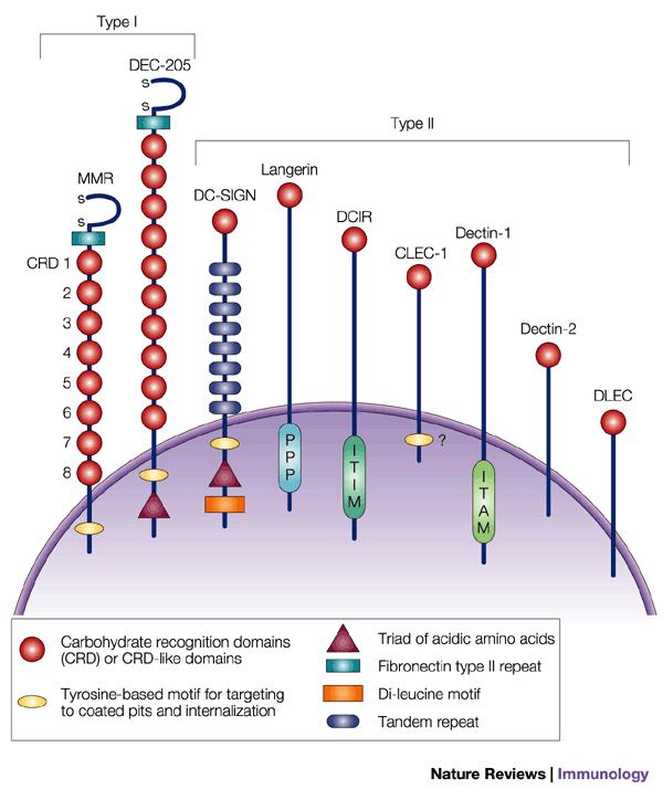 Another group of pattern recognition receptors are the c-typ Lectins (CLR) - Carbohydrate Recognition Domain (CRD) -Type 1 (more than one CRDs) - Type 2