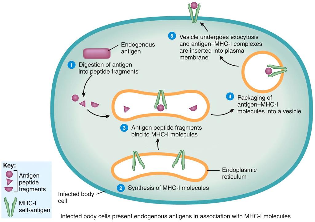 Endogenous Antigens Processed by Host Cells
