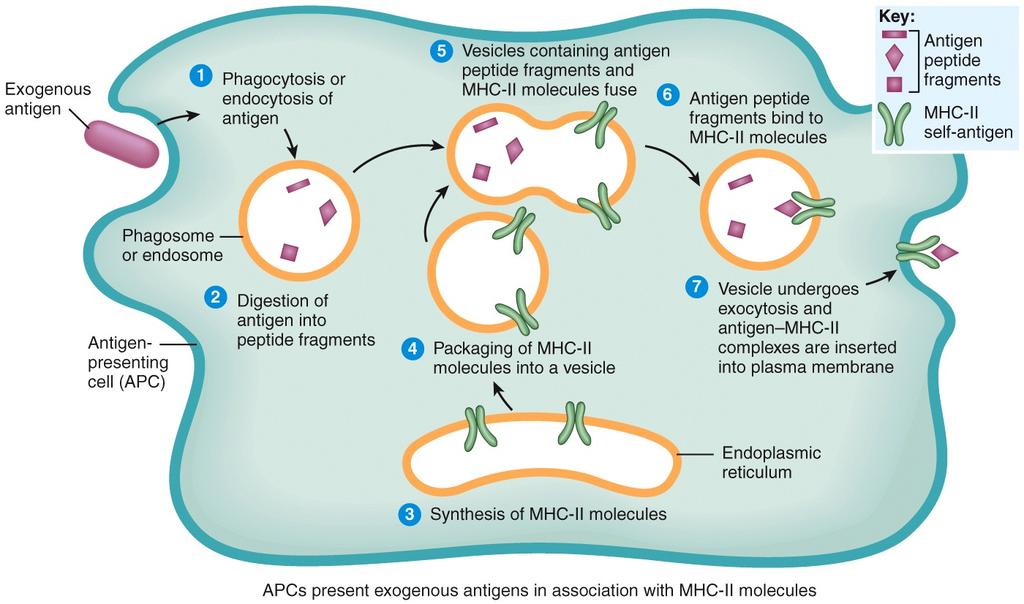 Exogenous Antigens Processed by APCs