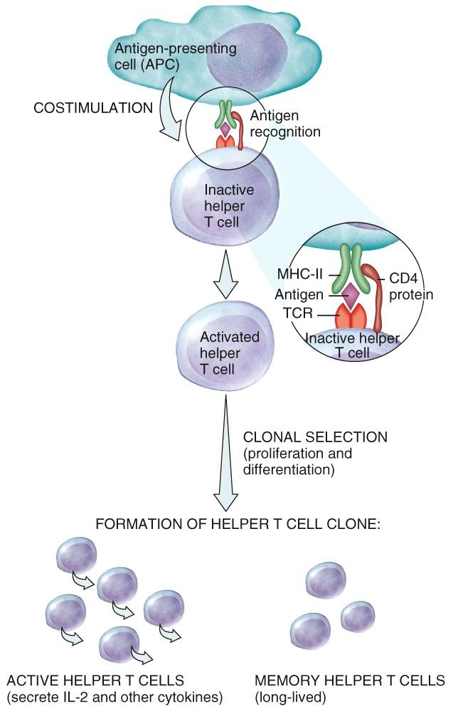 Activation of Helper T Cells This is the recognition phase.