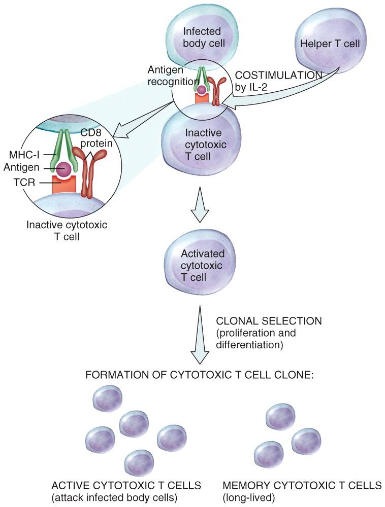 Activation of Cytotoxic T Cells This is the react phase.