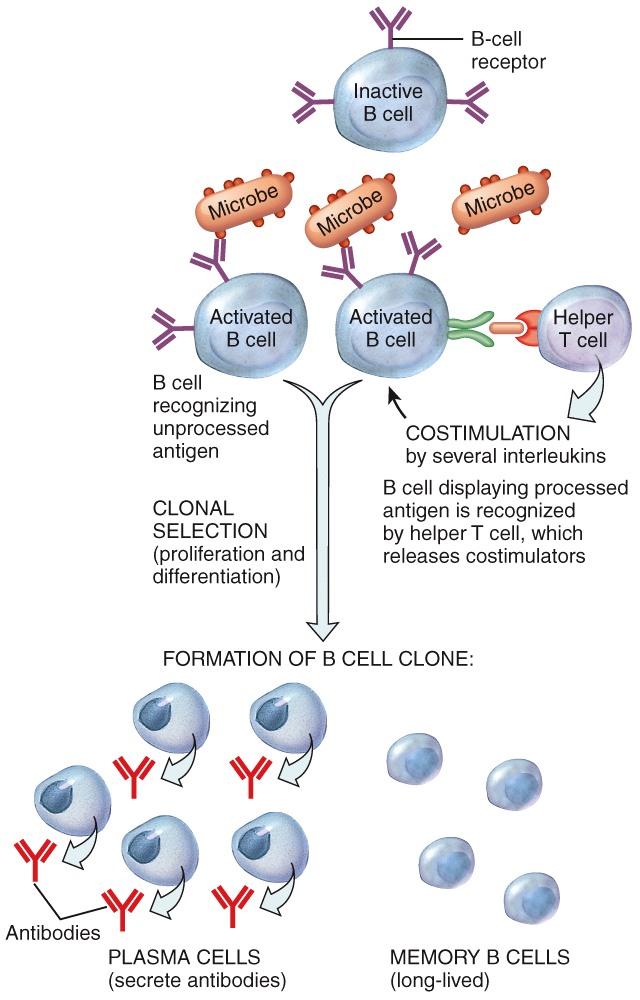 Activation of B Cells This is the recognize phase If B cells enter clonal selection without the Helper T cells (T cell independent)