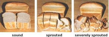 The main problem was AA induced stickiness of the bread crumb (interior) that jammed the bread slicers.