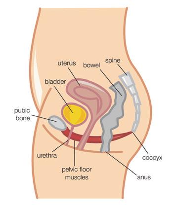 Part 1: What are pelvic floor muscles and why are they important? What are pelvic floor muscles? Slide 2 What are pelvic floor muscles?