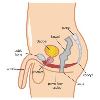 Tip If you have a model of the pelvis with or without the pelvic floor muscles this can be used also to demonstrate the pelvic floor muscle position and to explain their role.