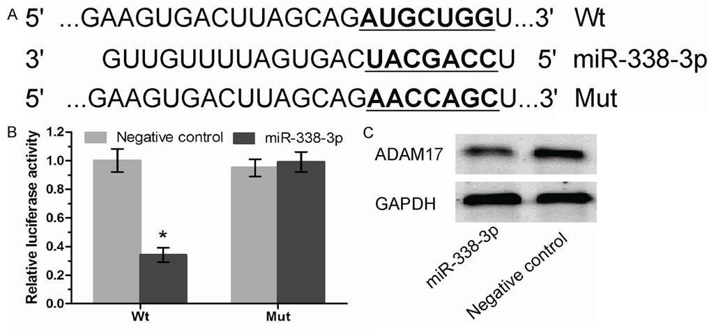 Figure 3. ADAM17 is identified as a target of mir-338-3p in gastric cancer. A. The wild type and mutant ADAM17 3 UTR sequences are shown with the mir-338-3p sequence. B.