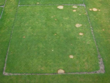 / M every two weeks in combination with PK Plus had at least one replicate with unacceptable turf quality when the abiotic damage was at its peak in both years (01-25-16 & 01-29-17 respectively).