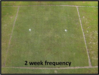 Experiment 4 Objective: Compare application timings of iron sulfate heptahydrate to quantify the minimum application intervals necessary to suppress Microdochium patch on Poa annua