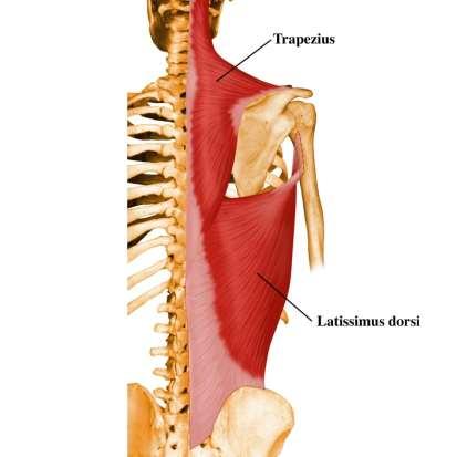 Latissimus Dorsi O: lumbar spine/illiac crest I: Intertubercular groove A: Adduction ointernal