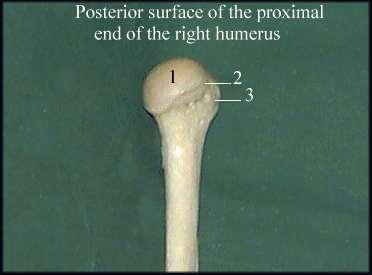Proximal Humerus Humeral head projects medially off the anatomical neck Bicipital groove