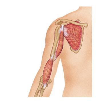 Anterior Arm & Shoulder Coracobrachialis Flexes & adducts arm