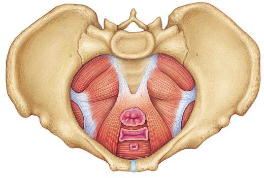Pelvic Diaphragm Supports