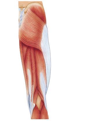 Gluteus maximus Extends thigh Especially when thigh is flexed, as during climbing stairs Gluteus medius Abducts & medially rotates thigh Adductor magnus Anterior part - Adducts, flexes & medially